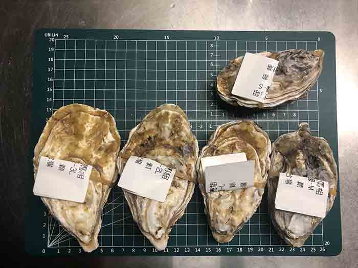 深層海水生蠔3L/10顆(契作區域-馬祖) - 探索水產科技